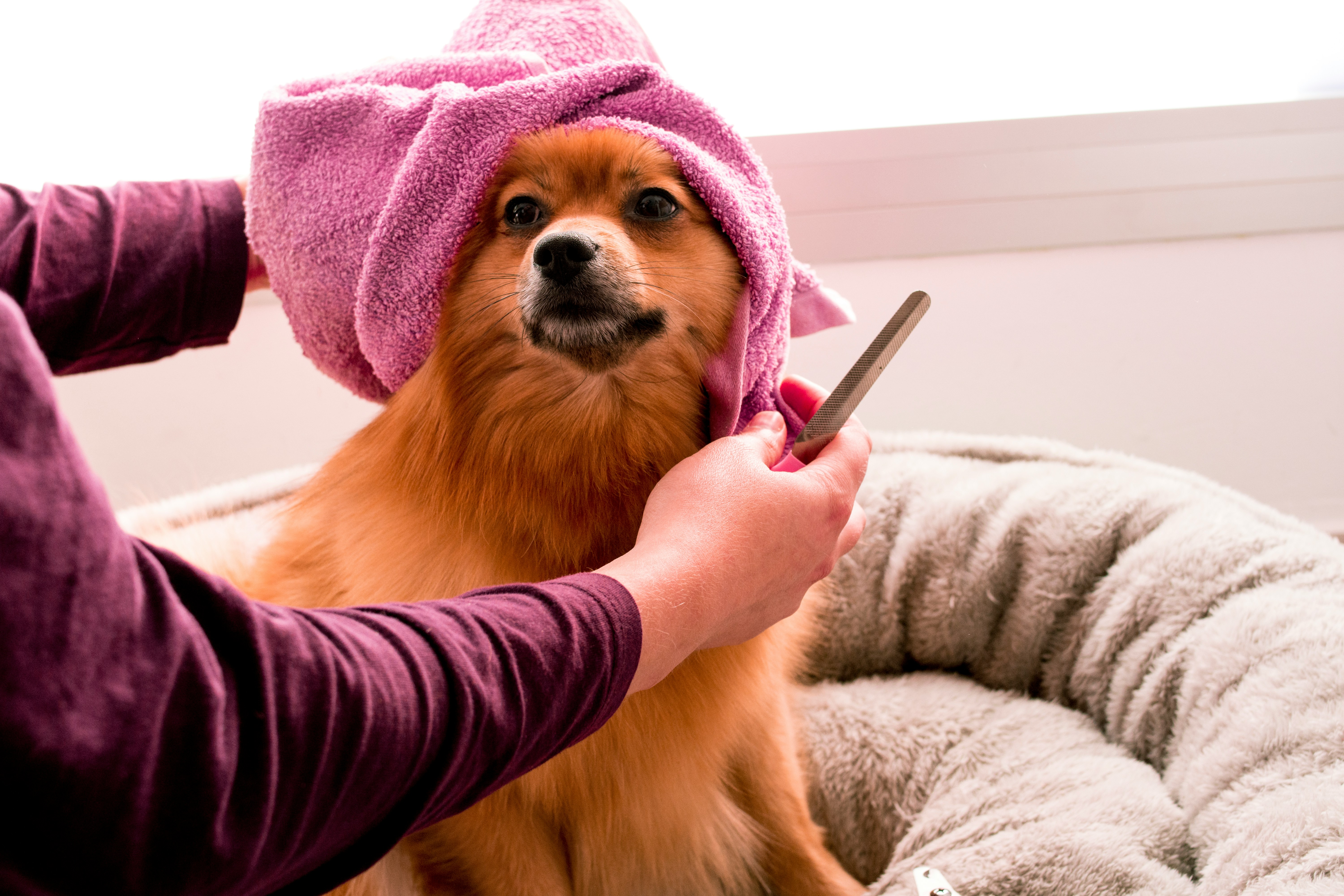 pet shop inc staff member bathing a pet